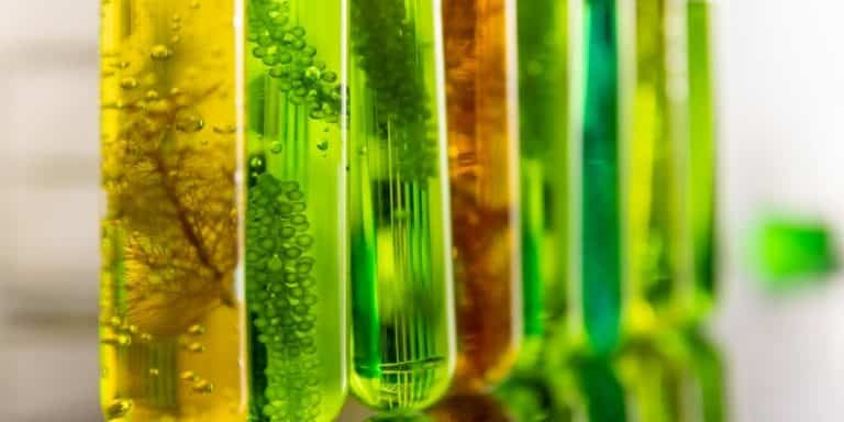 Ampliação da produção de biocombustíveis